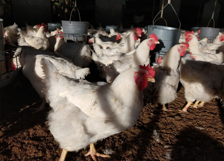 Granjas reproductoras